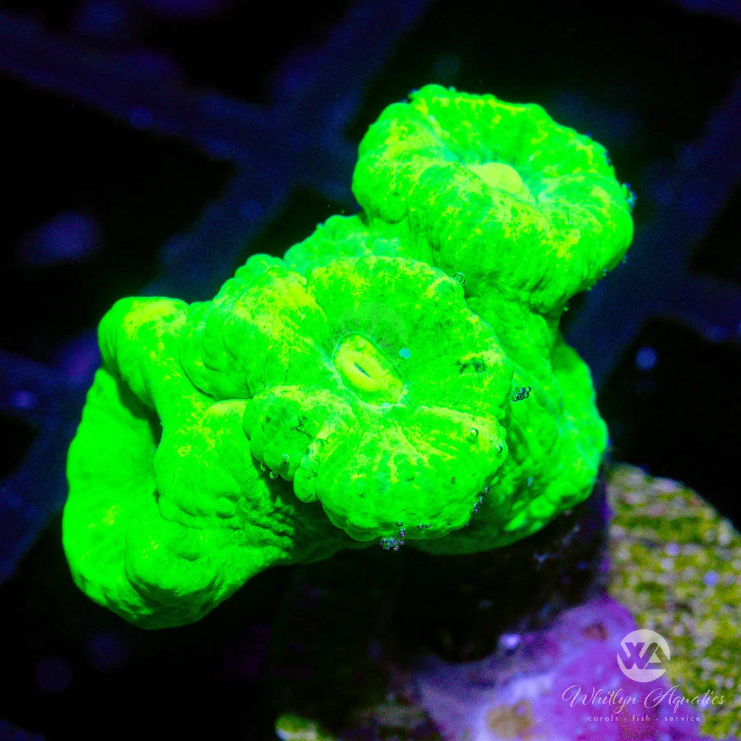 D45 - Neon Green Trumpet - WYSIWYG