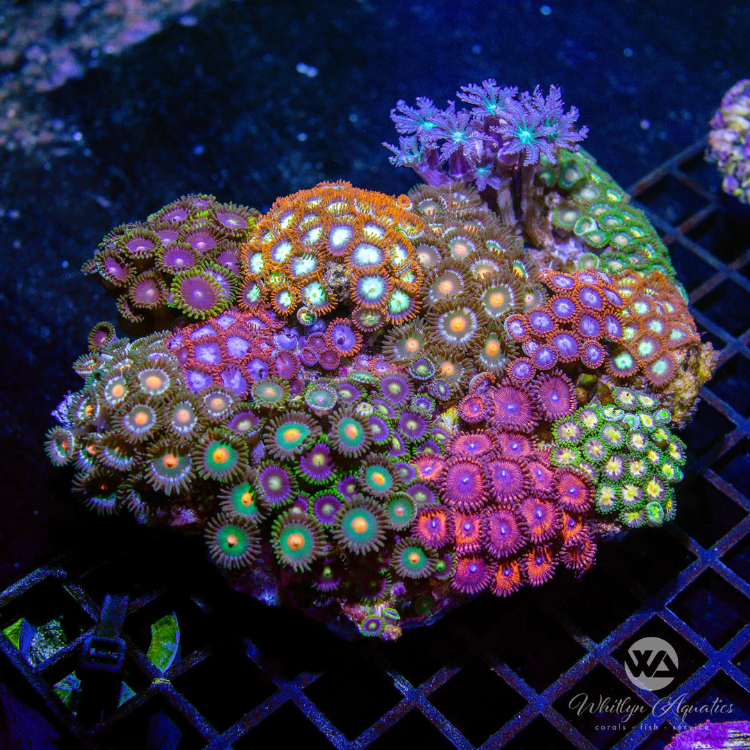 A52 - XXL Zoa Garden (~6") - WYSIWYG