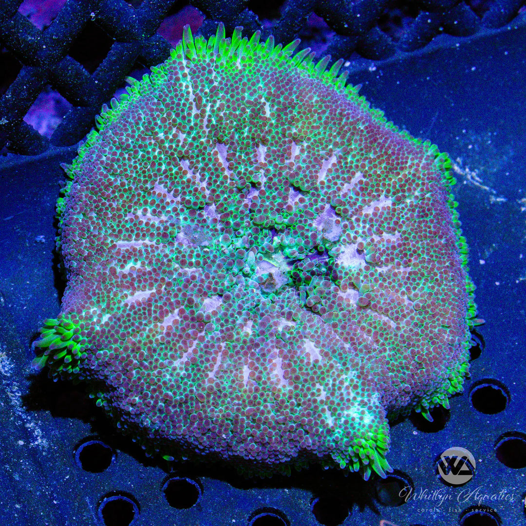 C02 - Maxi Mini Carpet Anemone - WYSIWYG