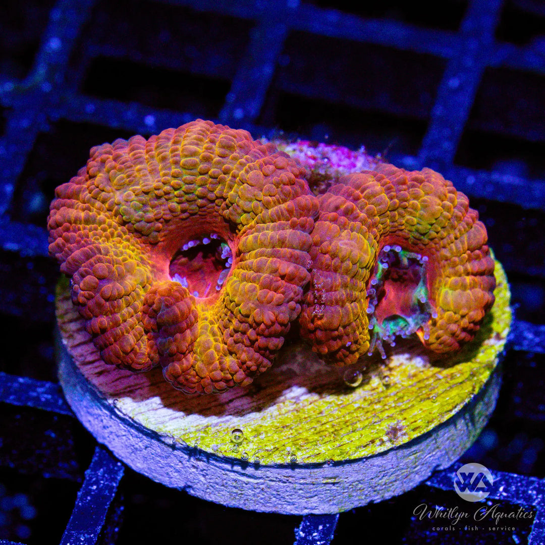 37D - WA Tequila Sunrise Acan - WYSIWYG