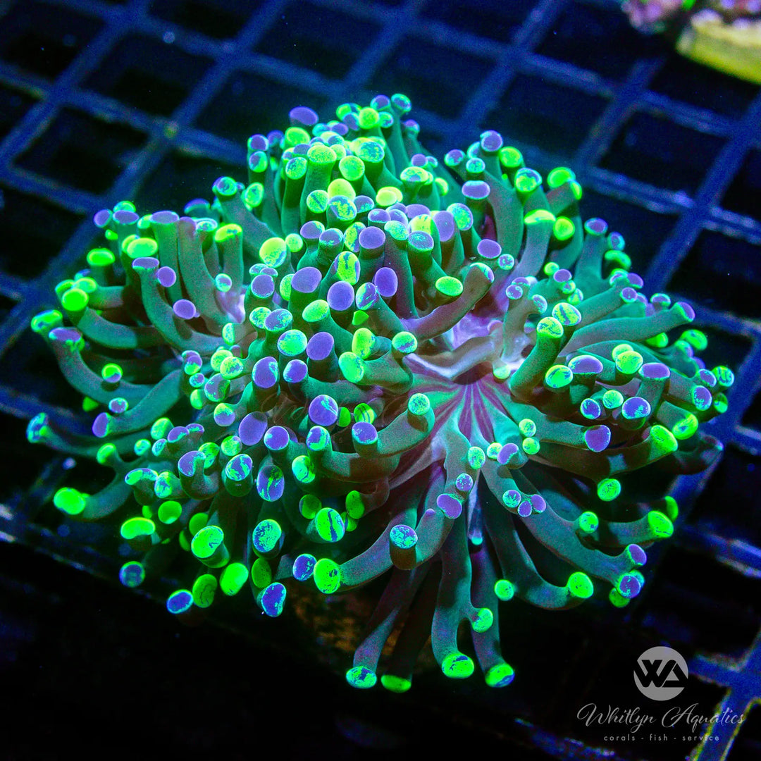 D29 - Splatter Branching Hammer (2 Heads) - WYSIWYG