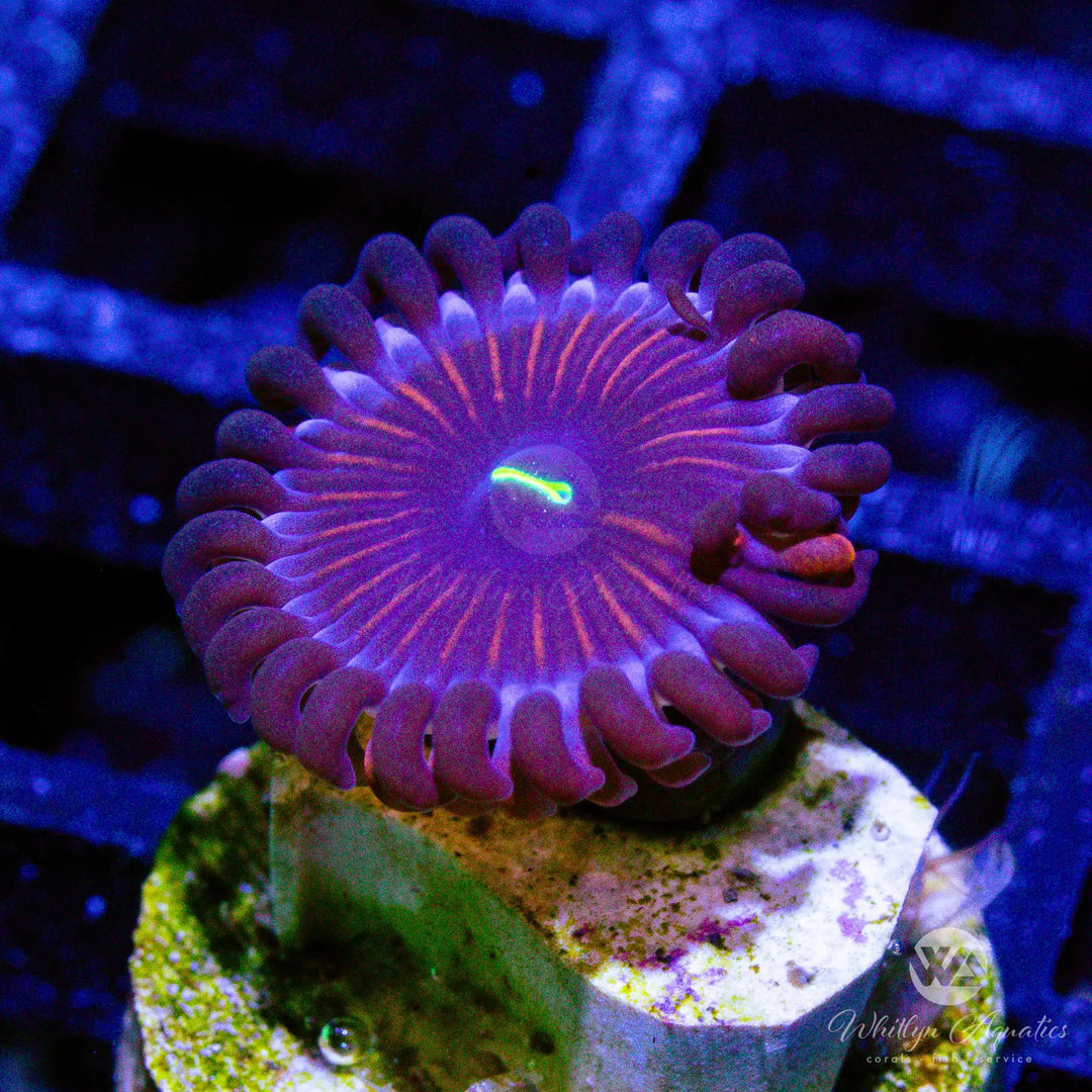 38D - Purple People Eater Zoa - WYSIWYG