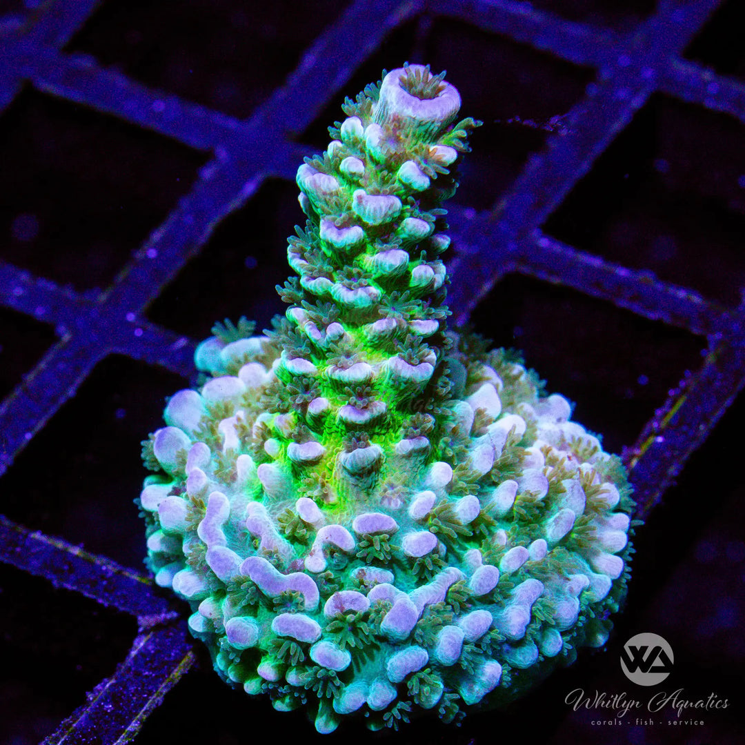D48 - WA Heartbreaker Acro - WYSIWYG