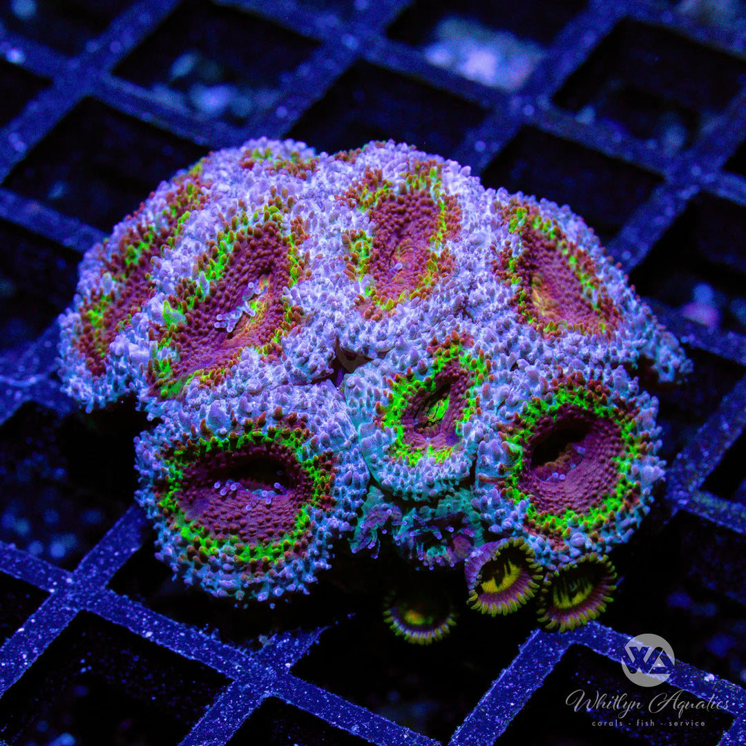 39B - WA Halo Acan - WYSIWYG