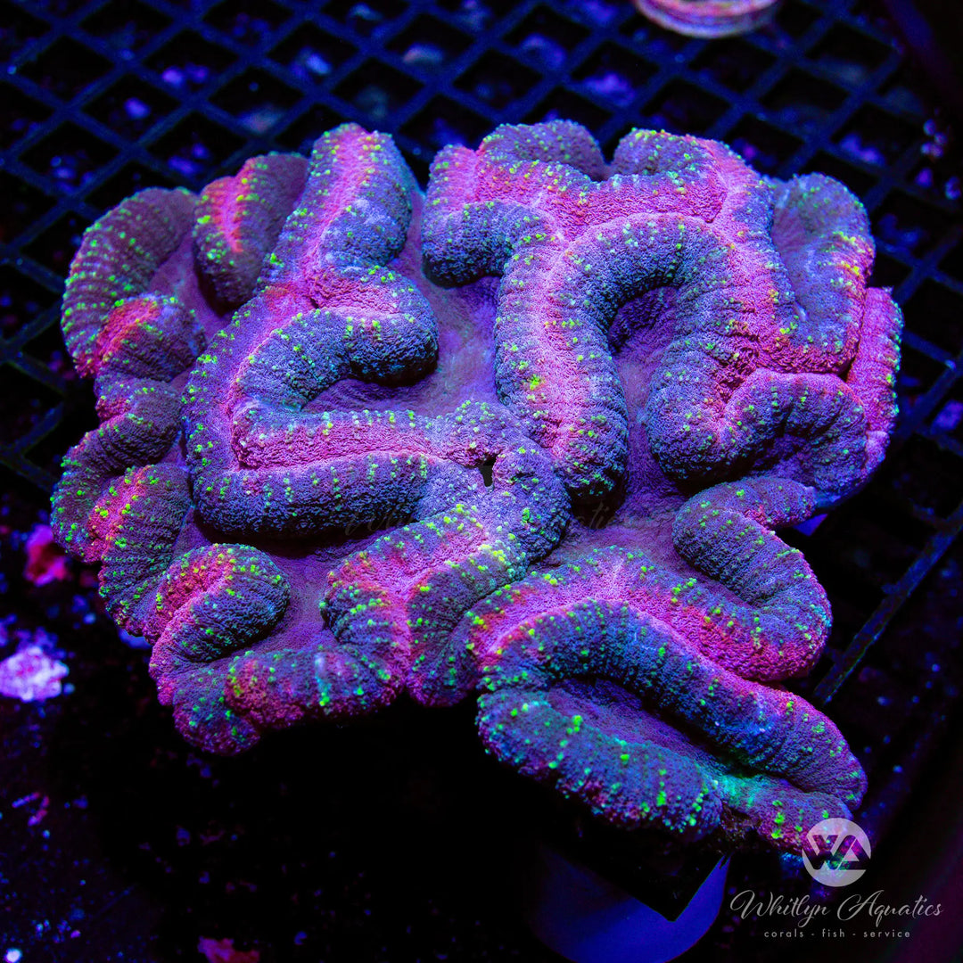 C51 - XXL Barney Lobo Colony (~7") - WYSIWYG