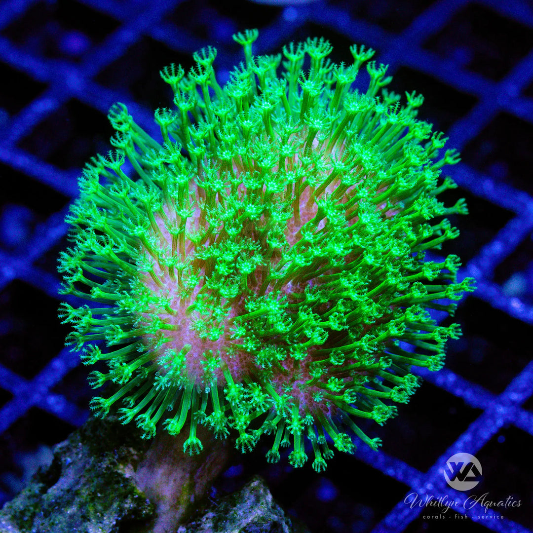 47A - Neon Green Toadstool - WYSIWYG