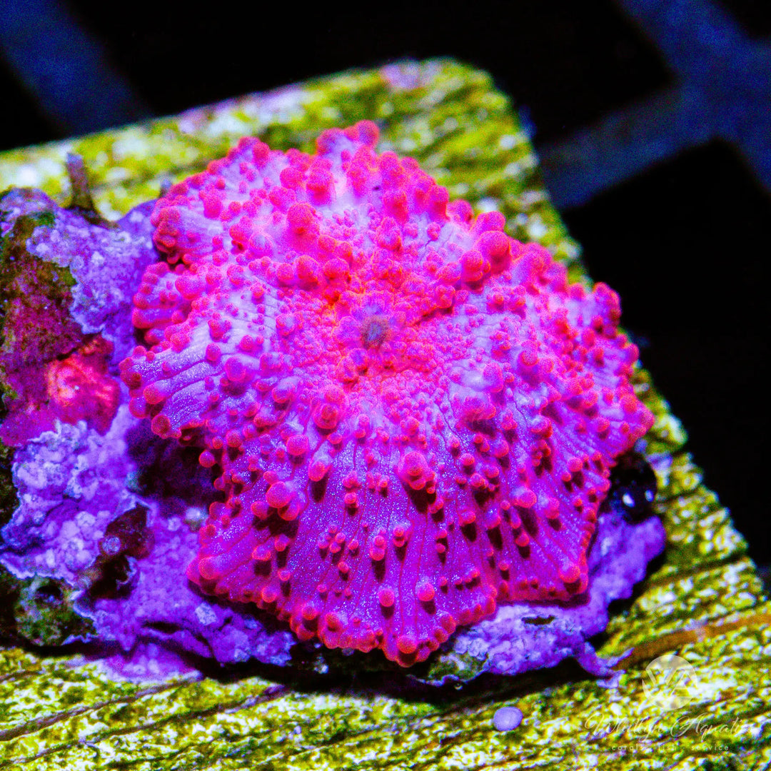 C53 - Stripper Lips Mushroom - WYSIWYG