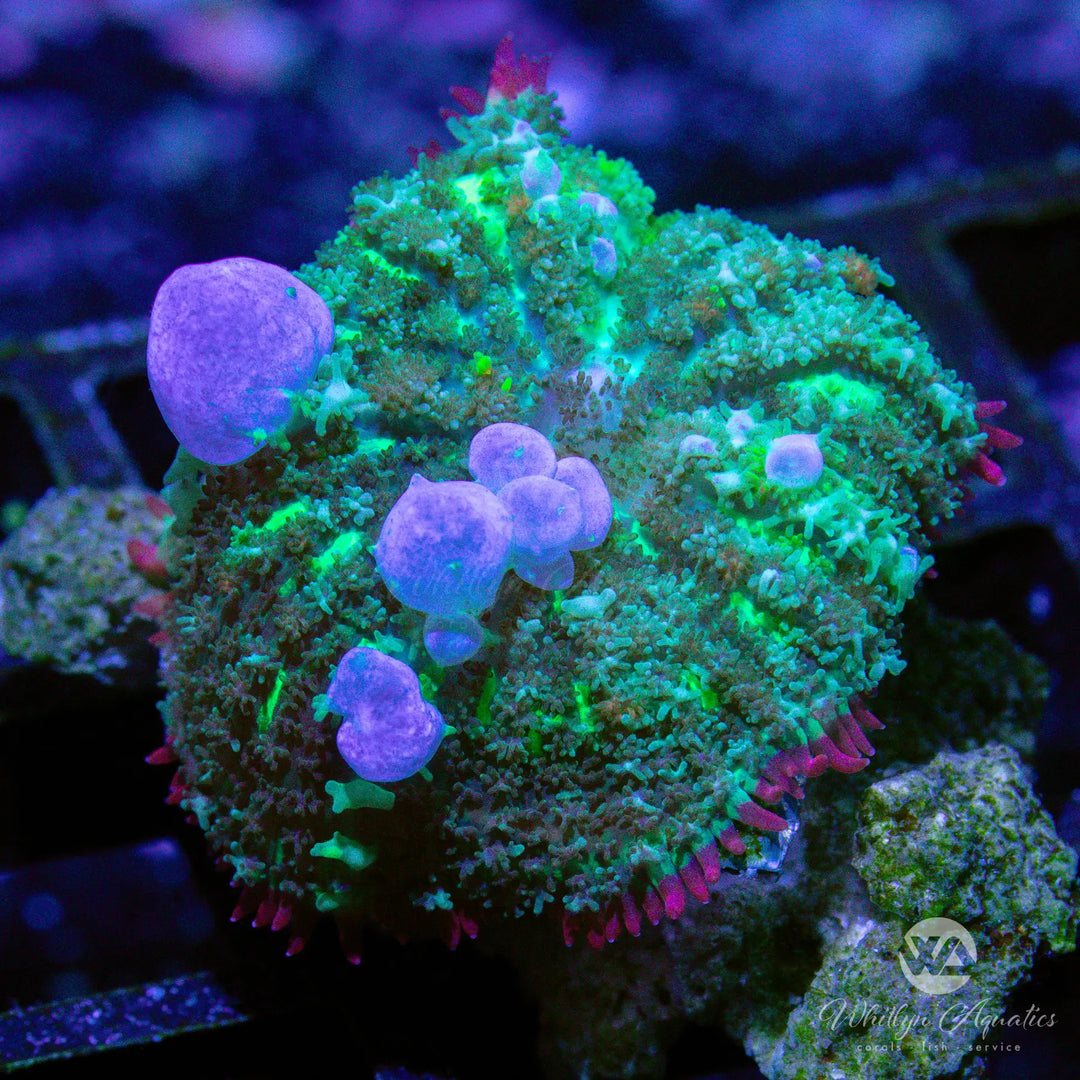 54C - WA Blueballs Bounce Mushroom - WYSIWYG