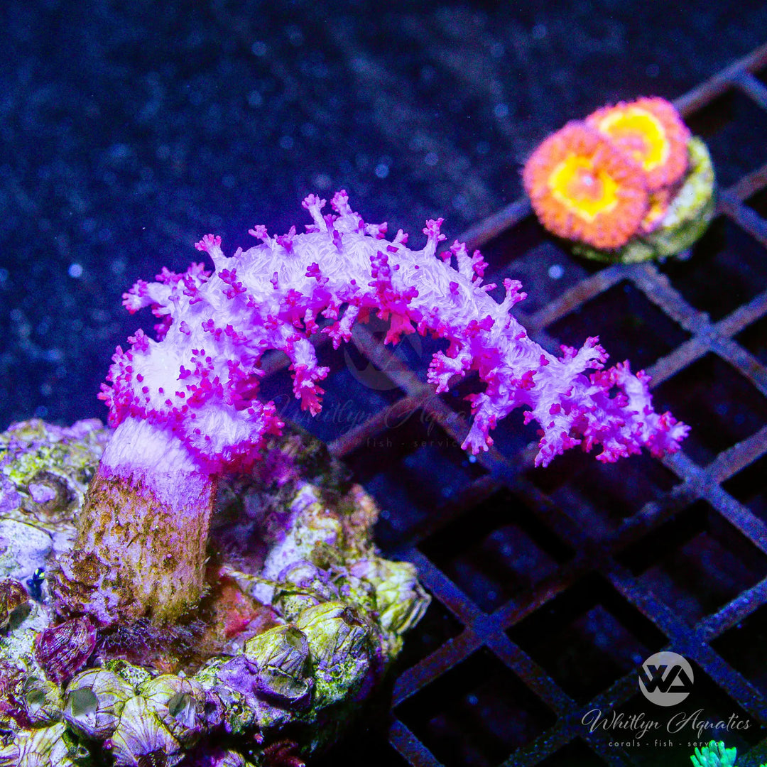 A53 - Carnation Coral - WYSIWYG
