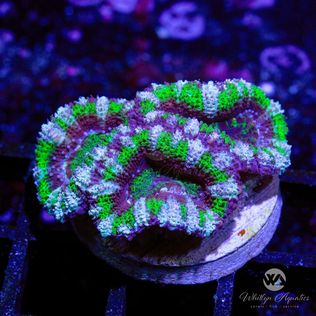 41D - WA Jester Acan - WYSIWYG