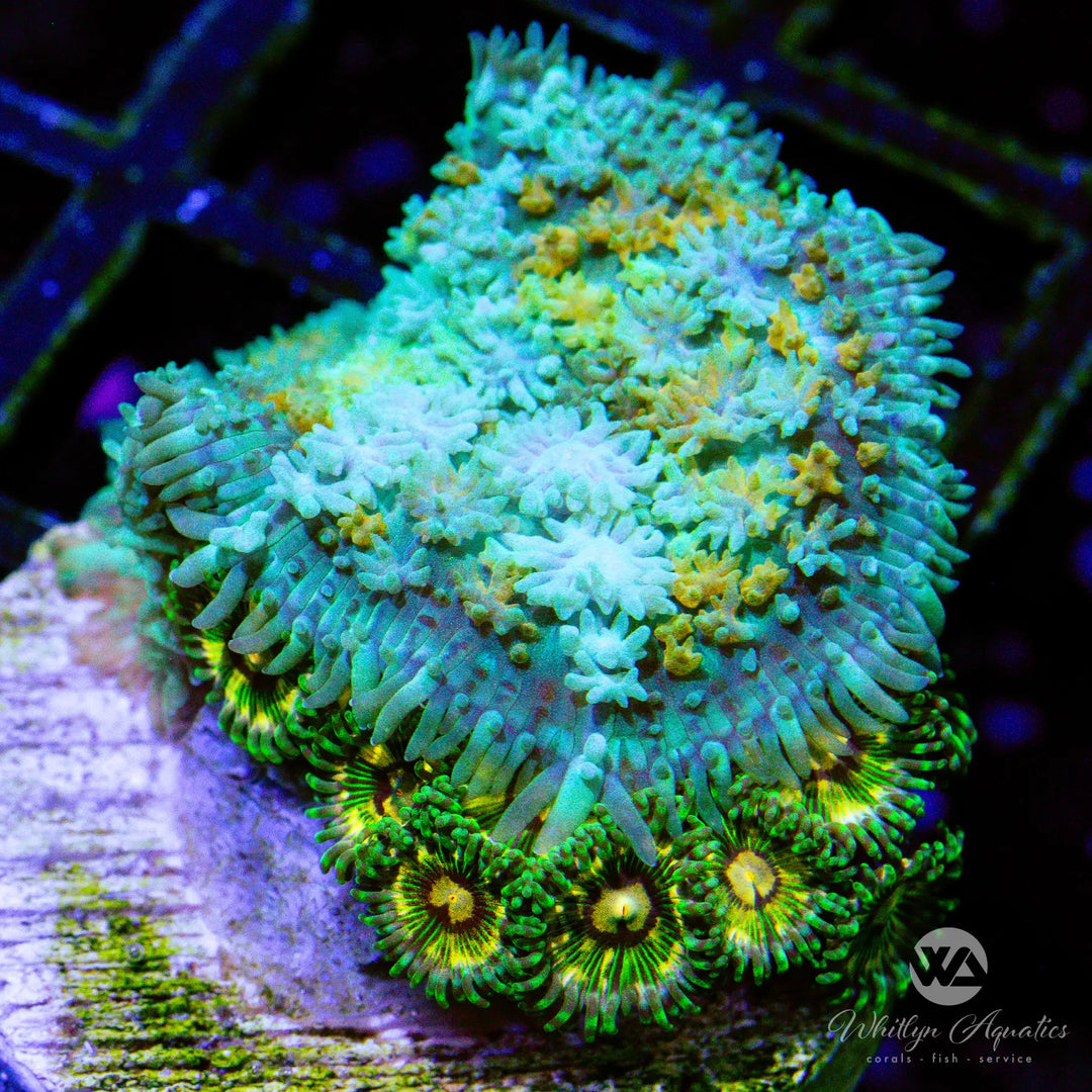 B43 -*NEW RELEASE!* WA Calico Rhodactis/Area 51 Zoa Combo - WYSIWYG