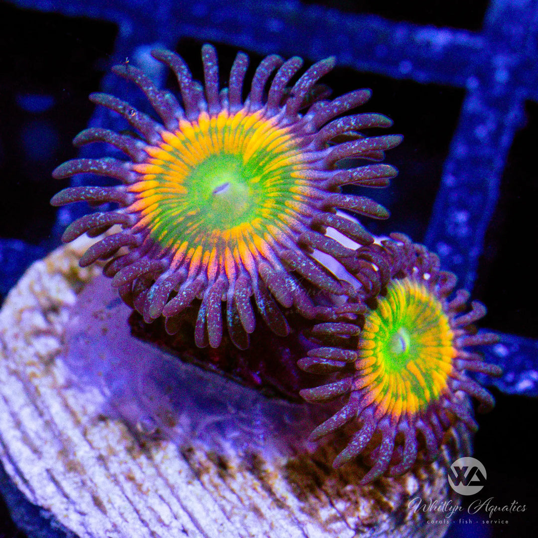 49A - Sunny D Zoa - WYSIWYG