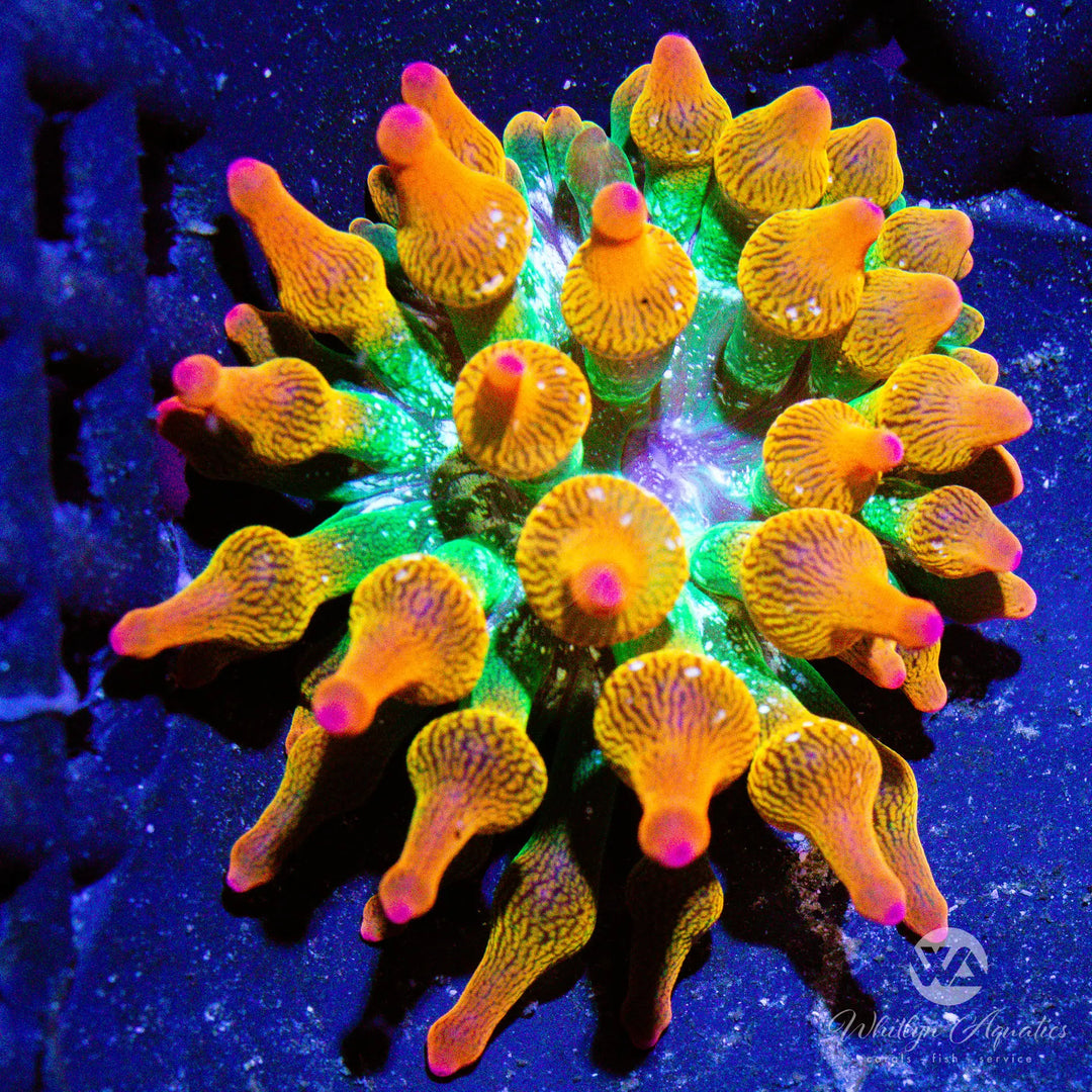 C44 - Rainbow Bubble Tip Anemone - WYSIWYG
