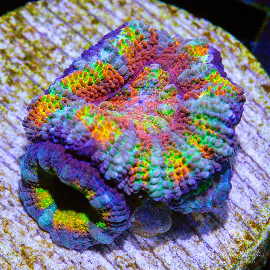 B47 - WA Rainbow Road Acan - WYSIWYG
