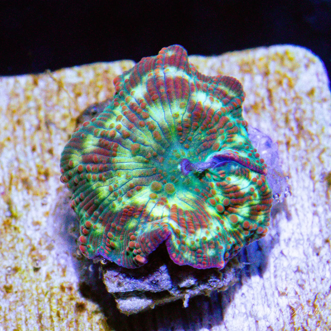 A55 - WA Poison Apple Mushroom - WYSIWYG