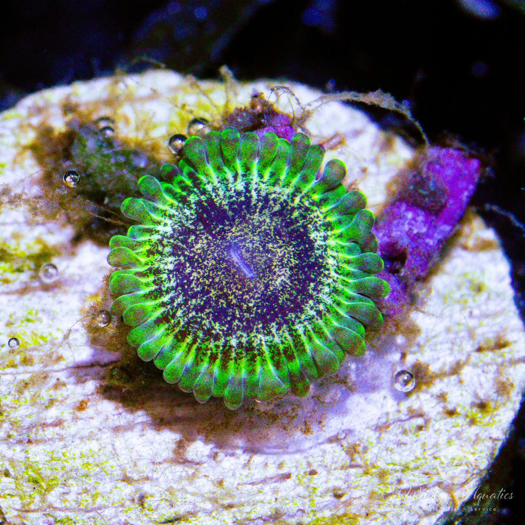 A52 - WA Static Shock Zoa - WYSIWYG
