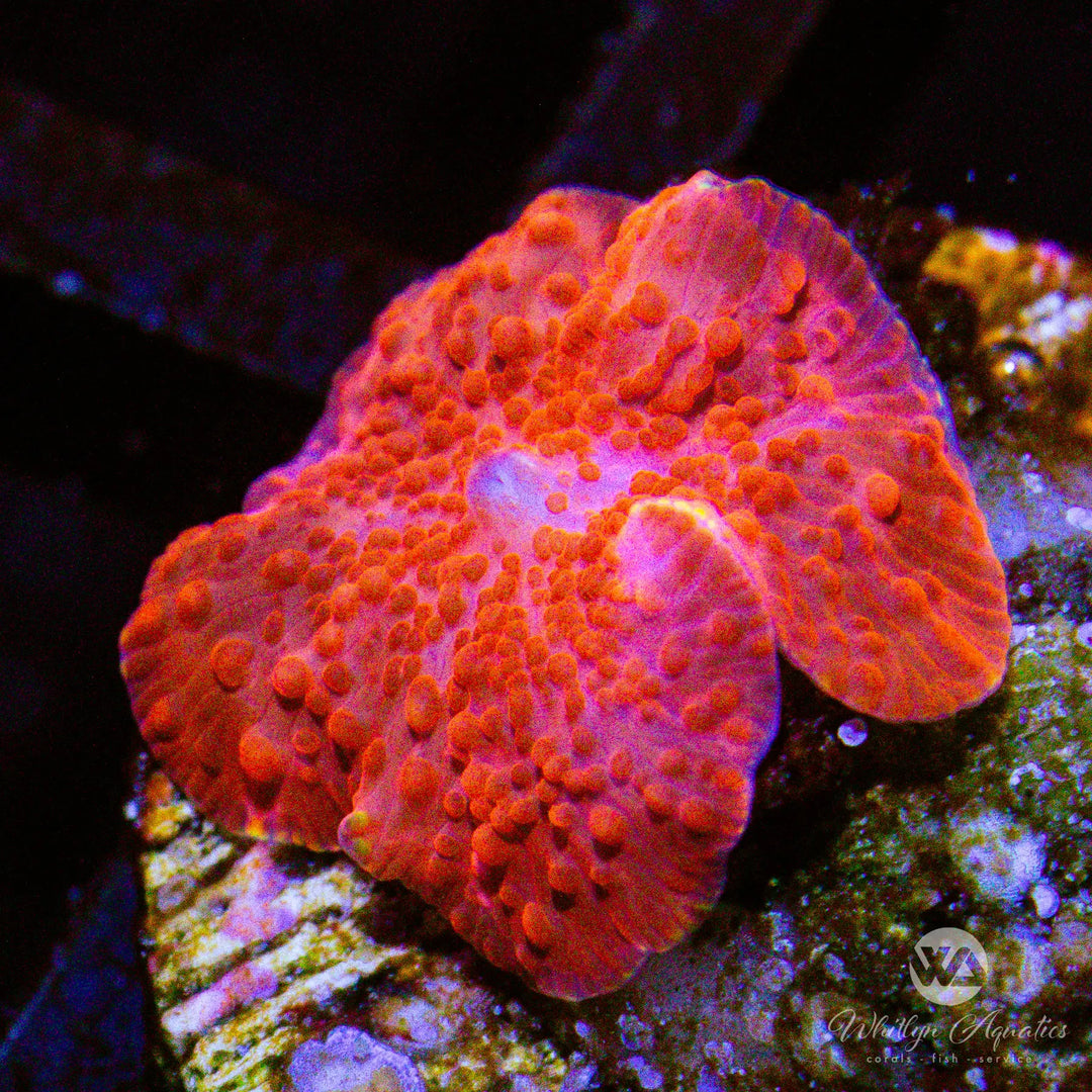 B48 - Red Mushroom - WYSIWYG