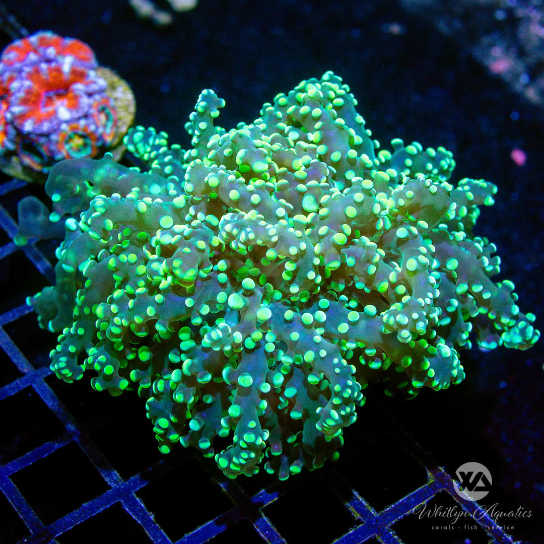 C03 - Green Octospawn - WYSIWYG