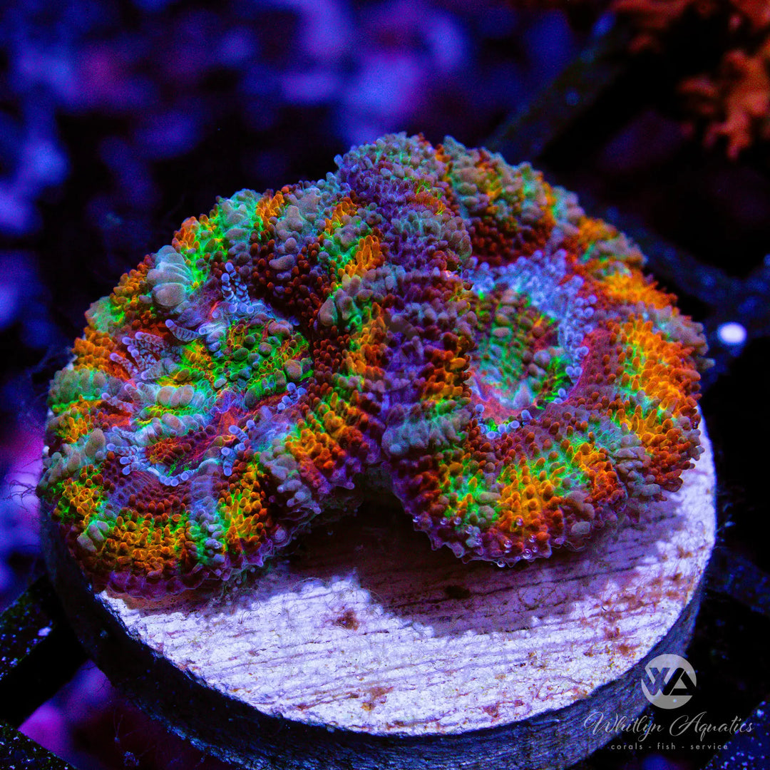 55C - WA Rainbow Road Acan - WYSIWYG
