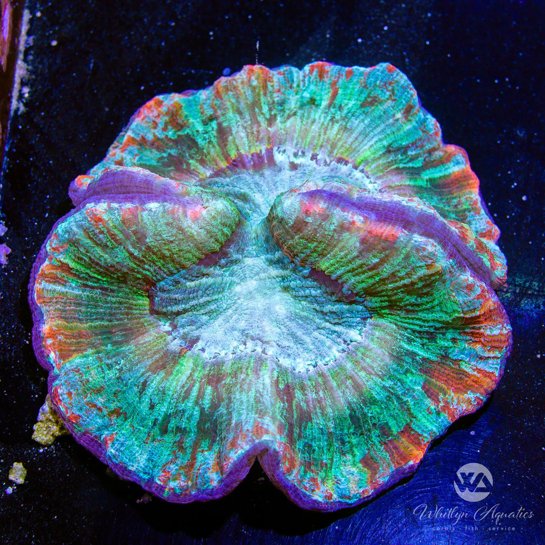 A56 - Rainbow Trachy - WYSIWYG
