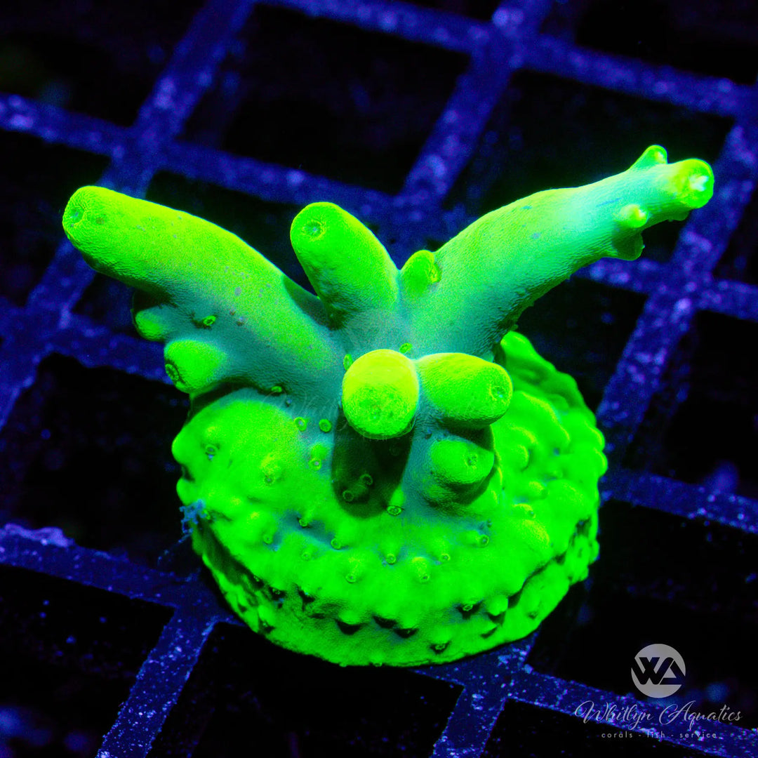 44D - WA Highlighter Acro - WYSIWYG
