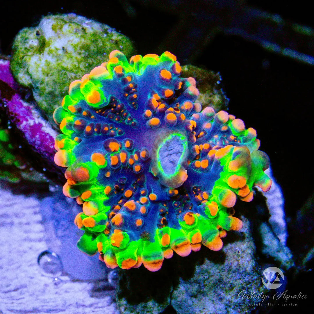 A57 - Godzilla Bounce Mushroom - WYSIWYG
