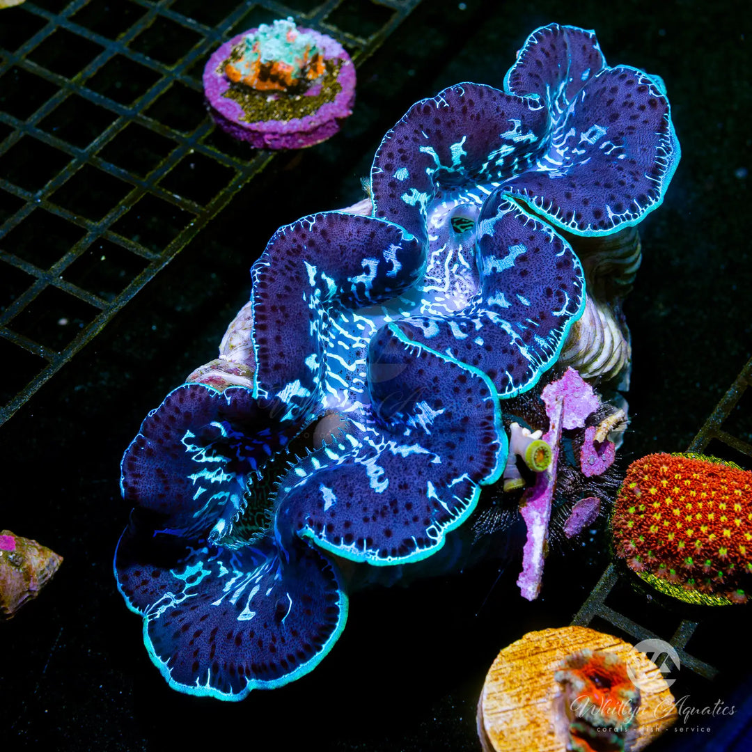 C54 - Blue Maxima Clam (~5") - WYSIWYG