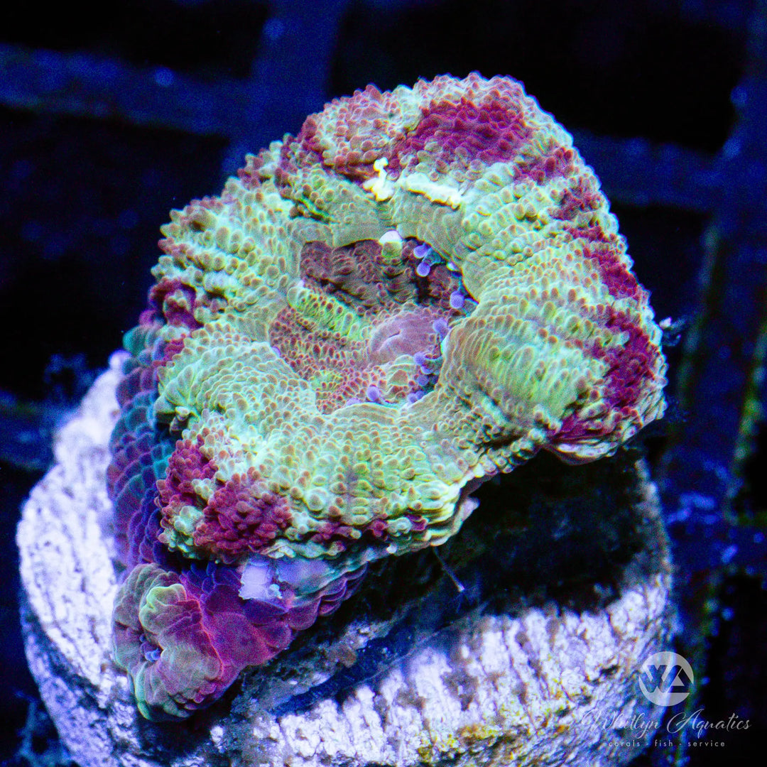 52A - WA Parfait Asian Acan - WYSIWYG