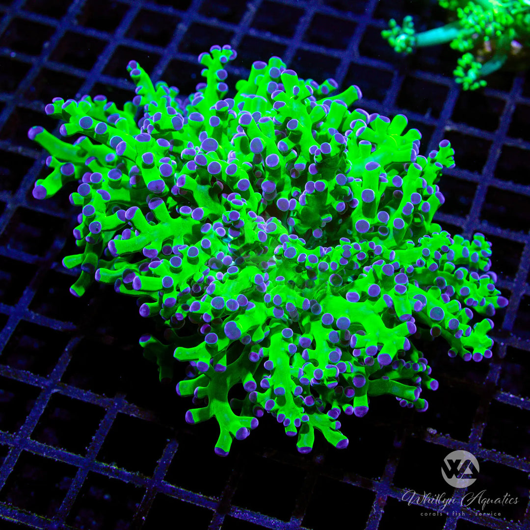 C16 - XL OG Frogspawn (2 Heads) - WYSIWYG