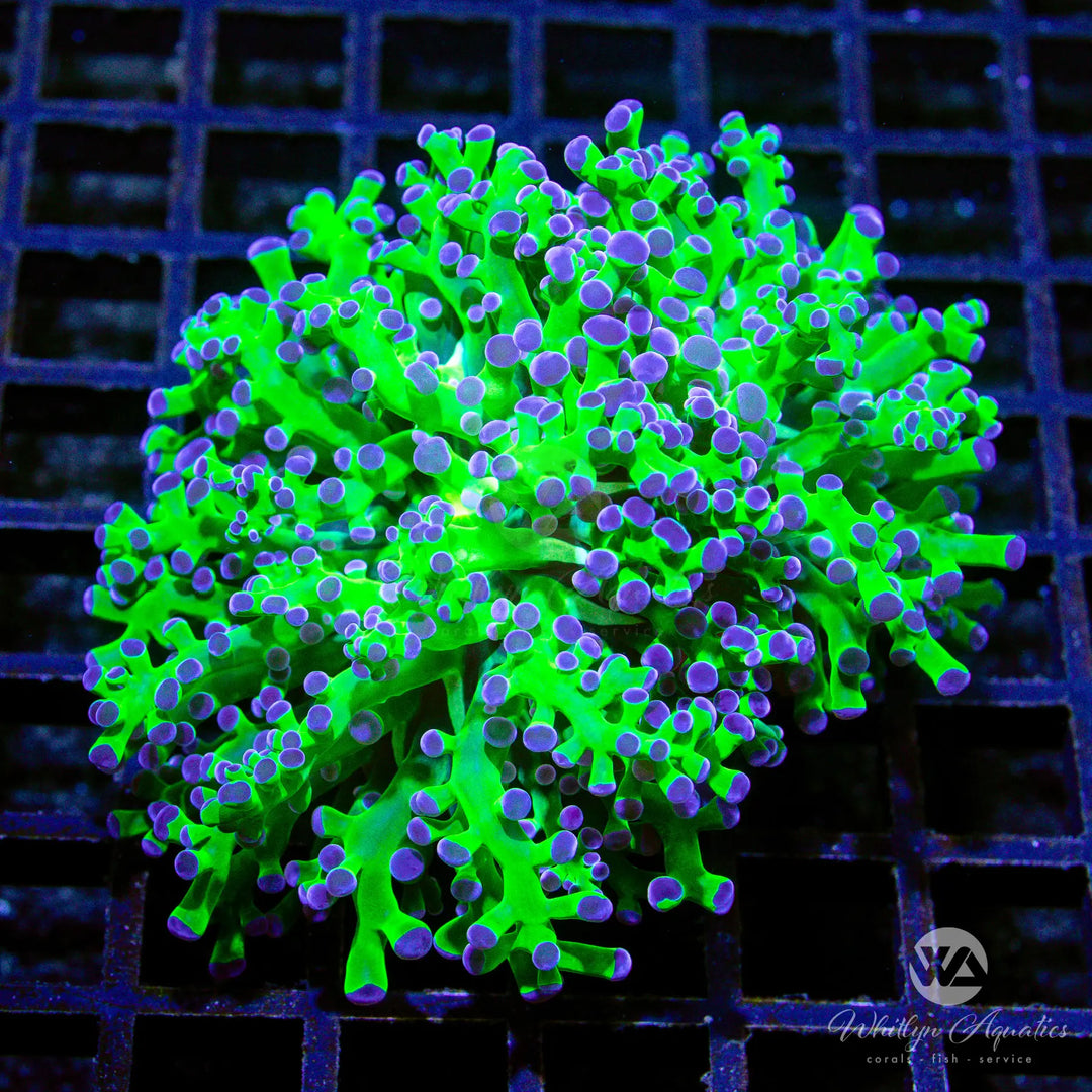 A11 - OG Frogspawn - WYSIWYG