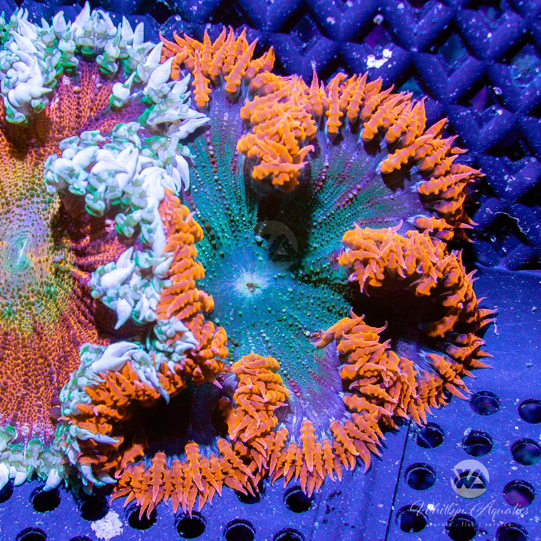 20B - XL Rock Flower Anemone (~3") - WYSIWYG