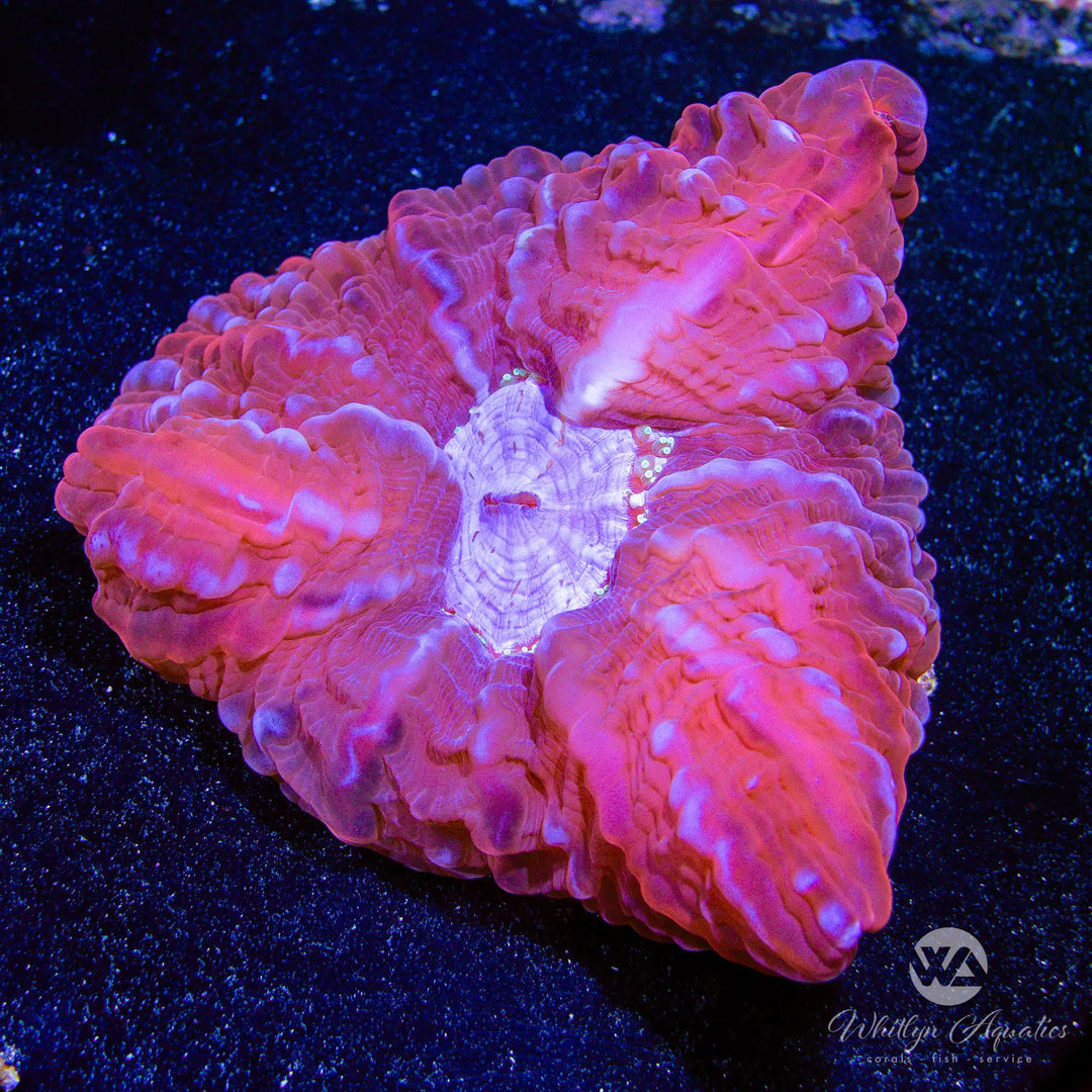 C55 - Pink Cynarina - WYSIWYG