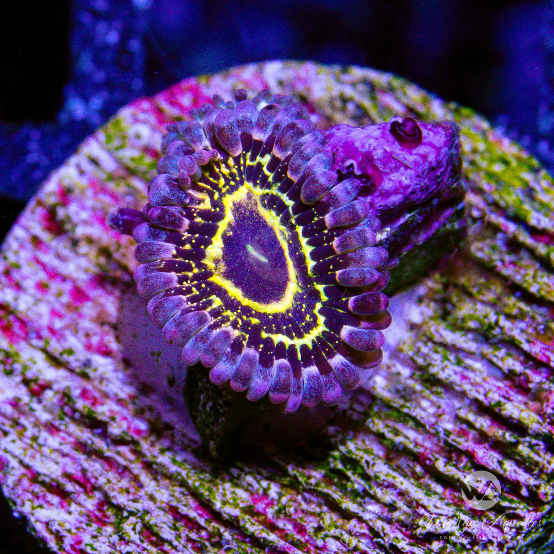 54A - Stratosphere Zoa - WYSIWYG