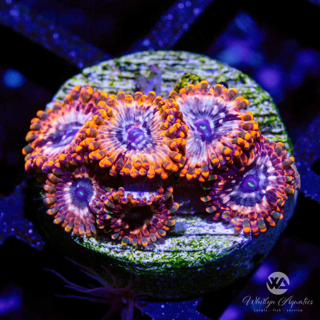 46D - Utter Chaos Zoa - WYSIWYG