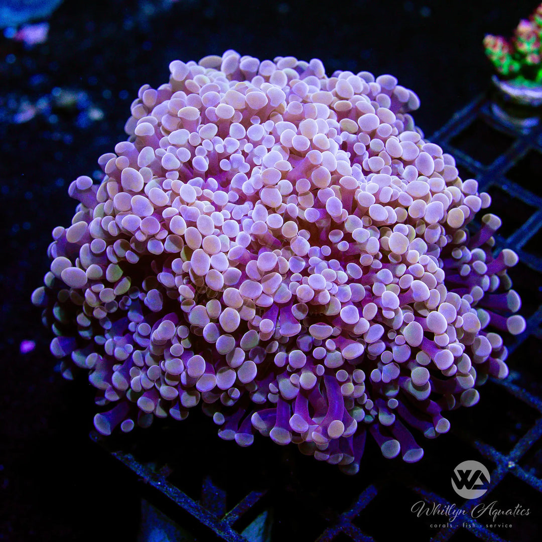 B05 - XXL Peach Branching Hammer - WYSIWYG