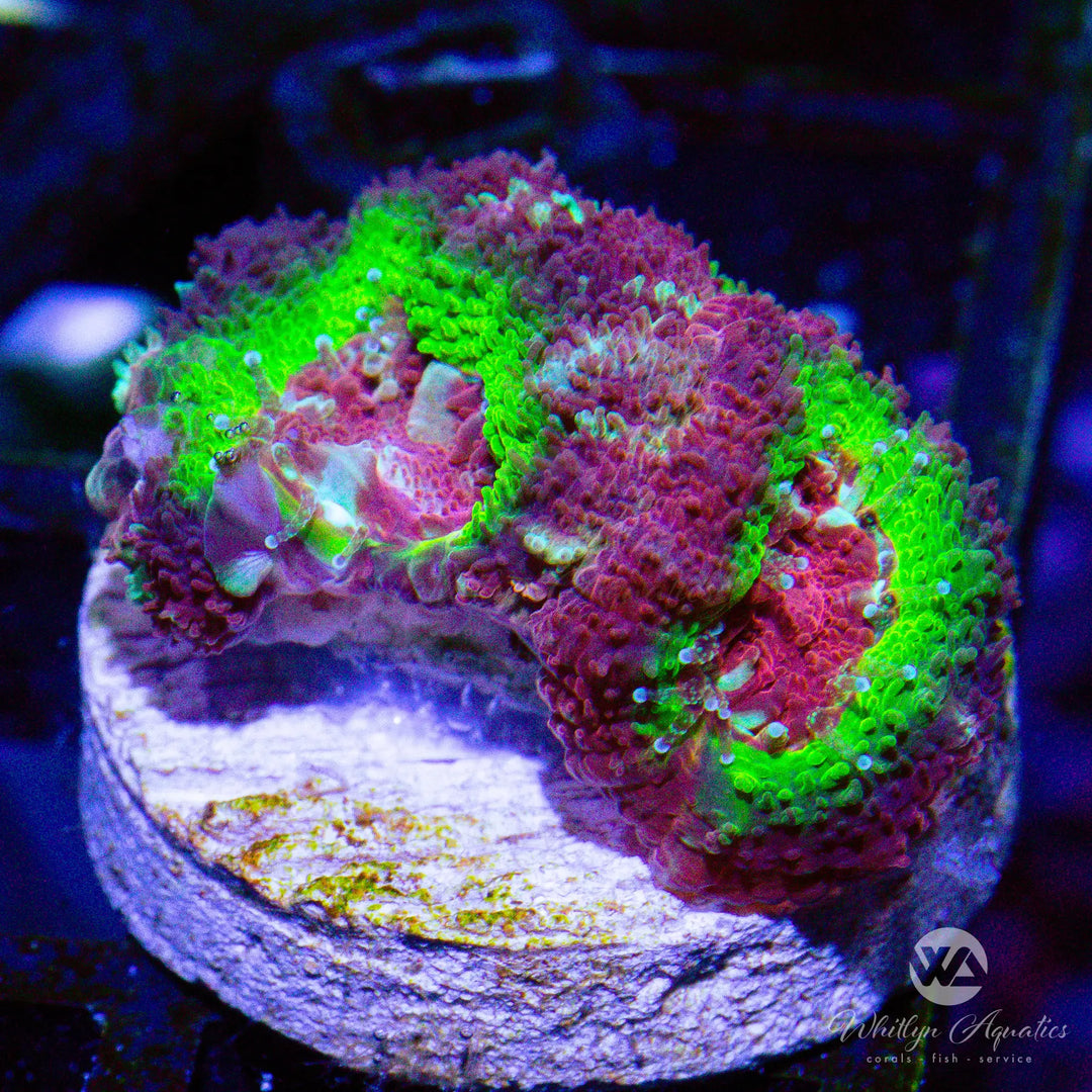 55A - WA Code Red Acan - WYSIWYG