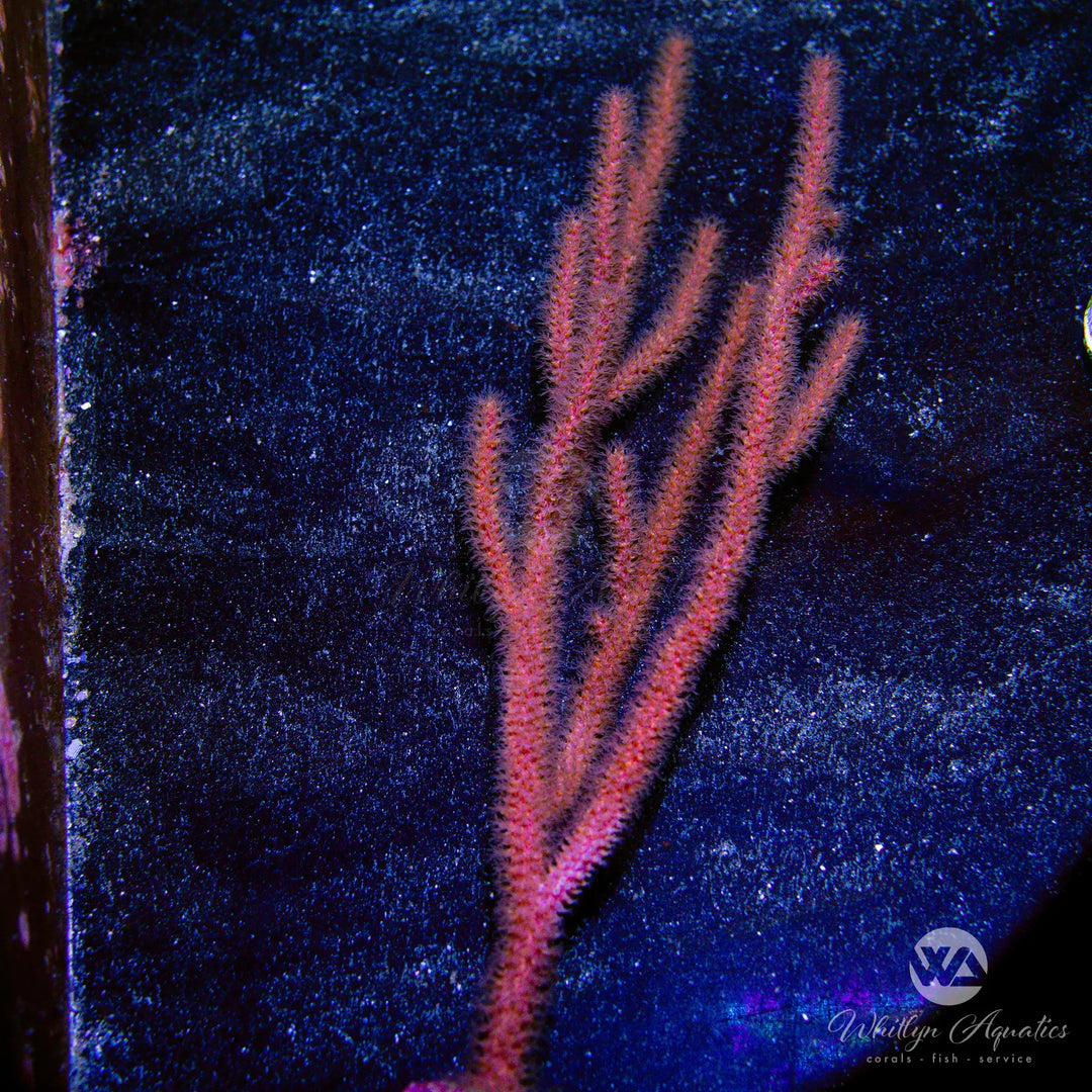 A06 - XL Gorgonian - WYSIWYG