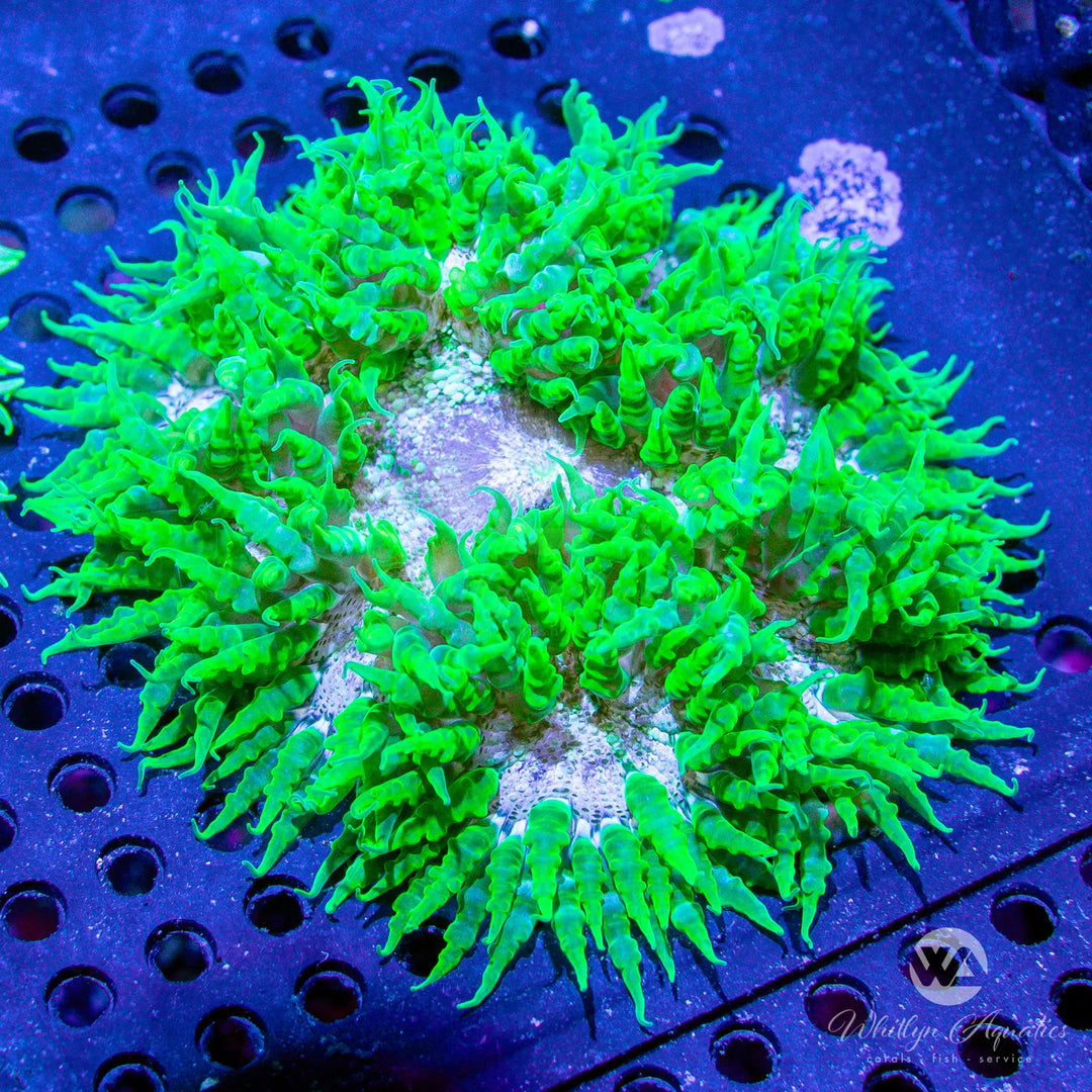 30B - XL Rock Flower Anemone (~3") - WYSIWYG