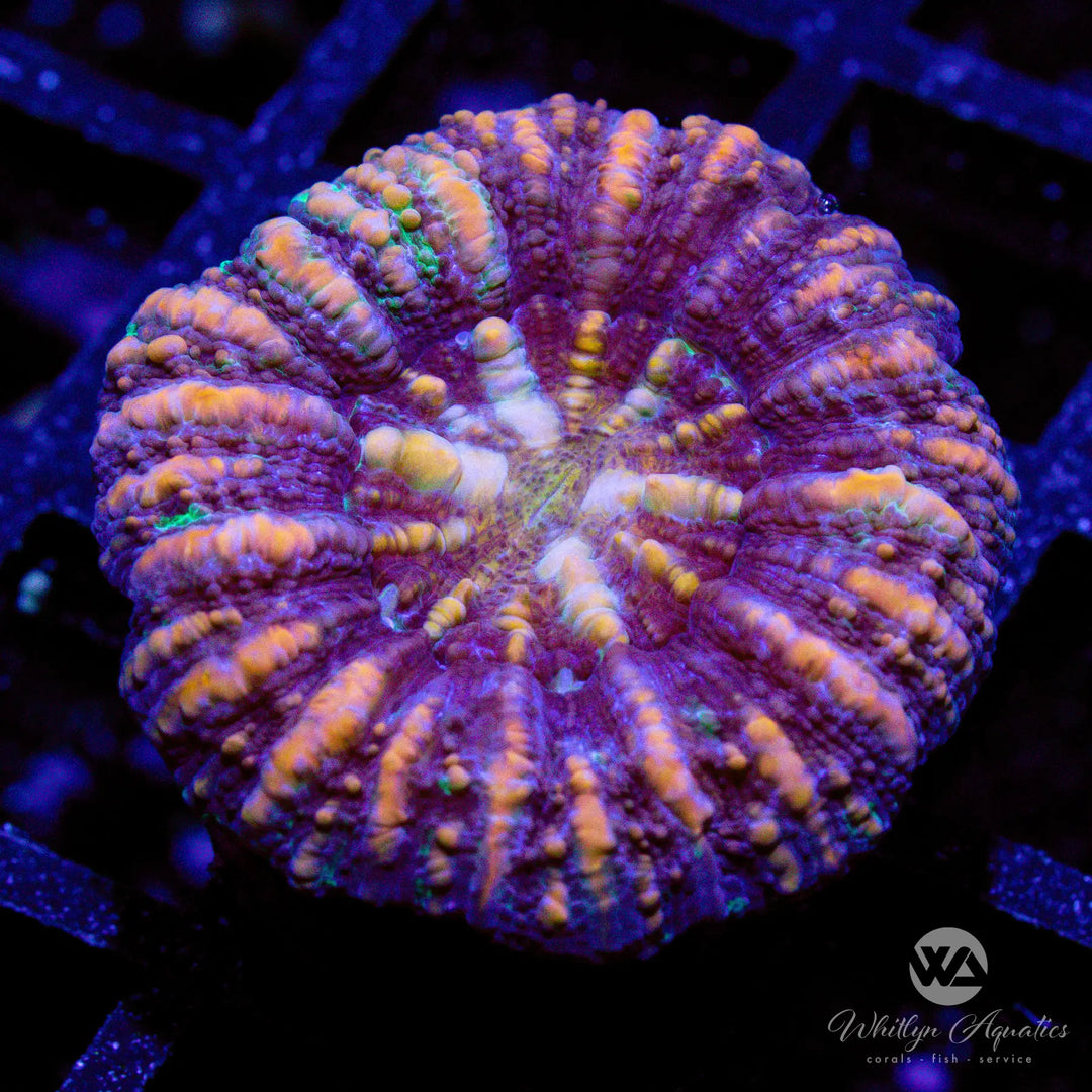 49D - WA Fireworks Button Scoly - WYSIWYG