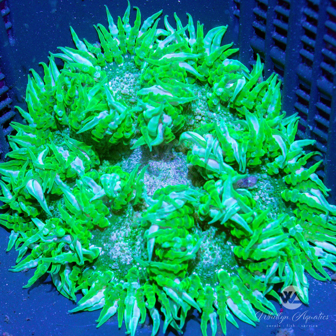 1D - XL Green Rock Flower Anemone (~3") - WYSIWYG