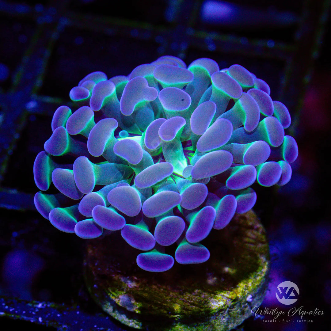56A - Hologram Hammer - WYSIWYG