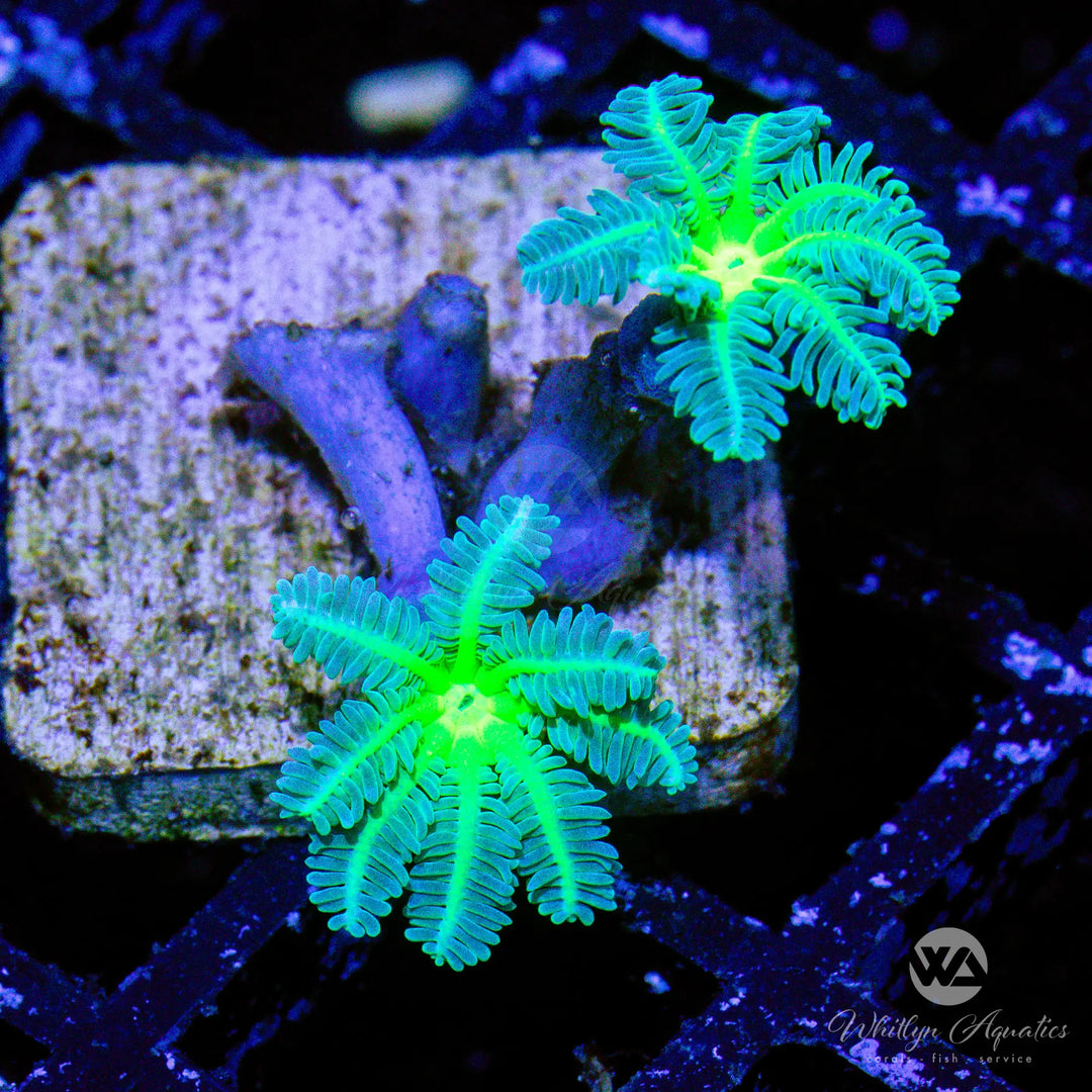 D23 - Neon Green Clove Polyps - WYSIWYG