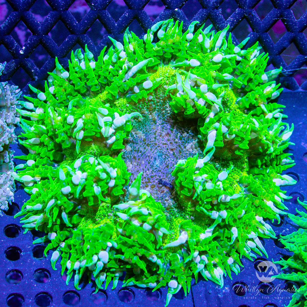 40B - XL Rock Flower Anemone (~3") - WYSIWYG