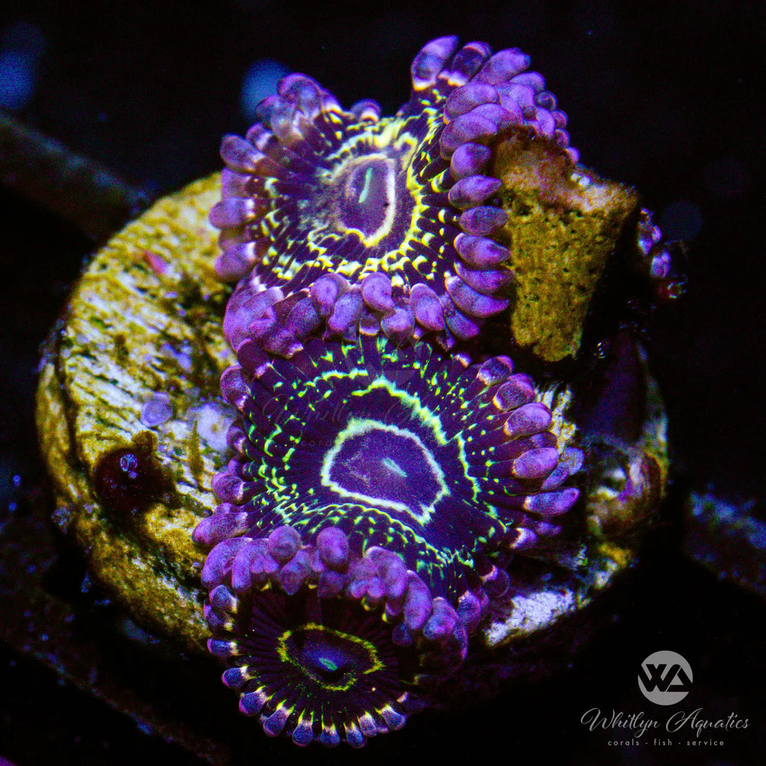 B55 - Stratosphere Zoa - WYSIWYG