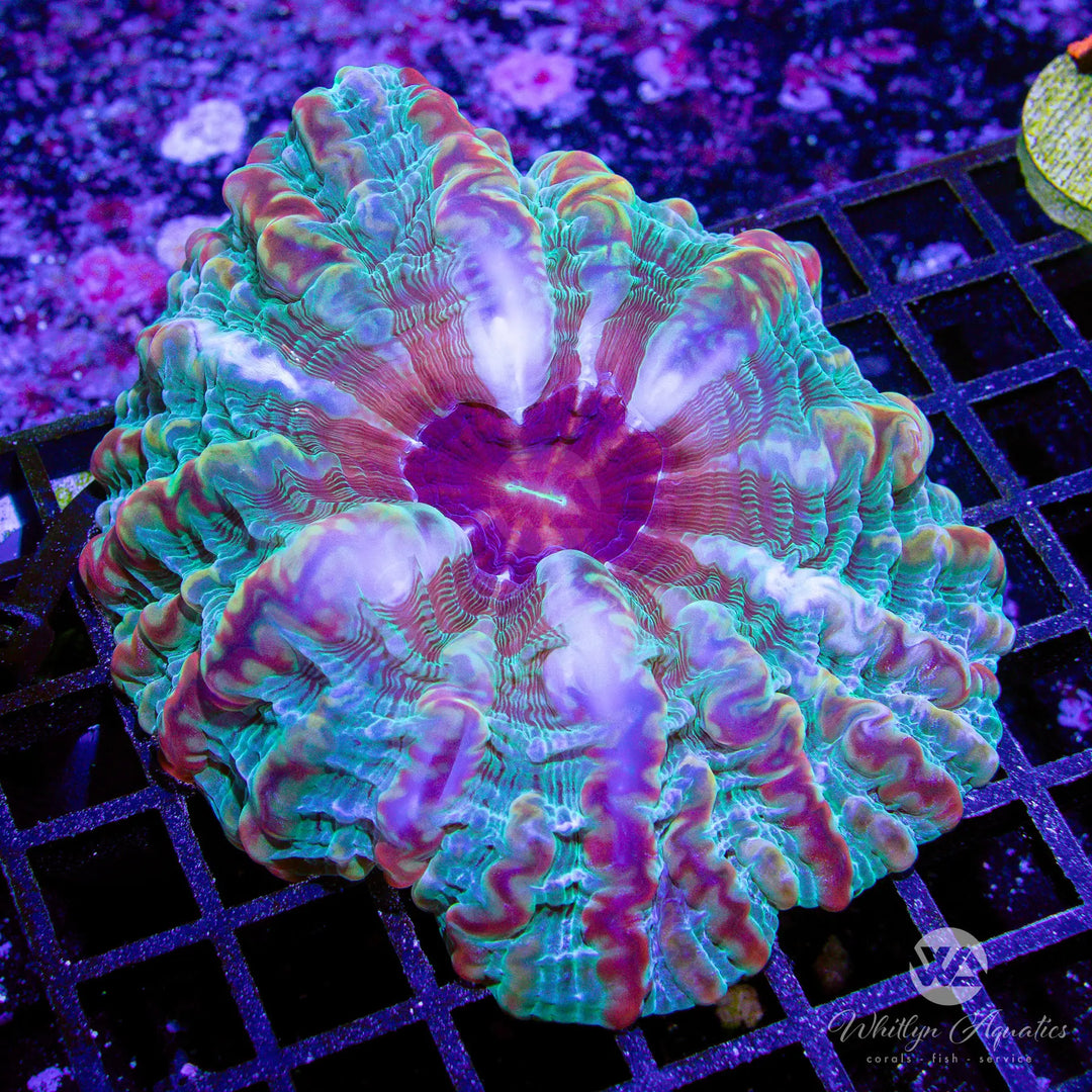 54D - Rainbow Cynarina (~4") - WYSIWYG