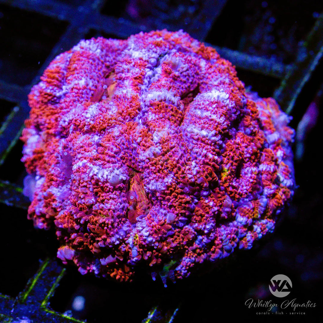 C07 - Peppermint Acan - WYSIWYG