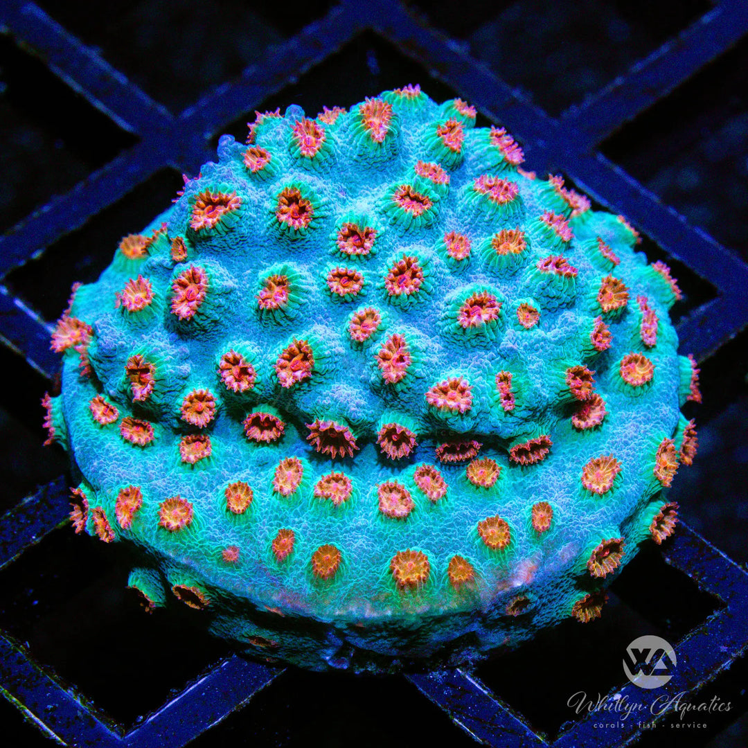 A08 - Meteor Shower Cyphastrea - WYSIWYG