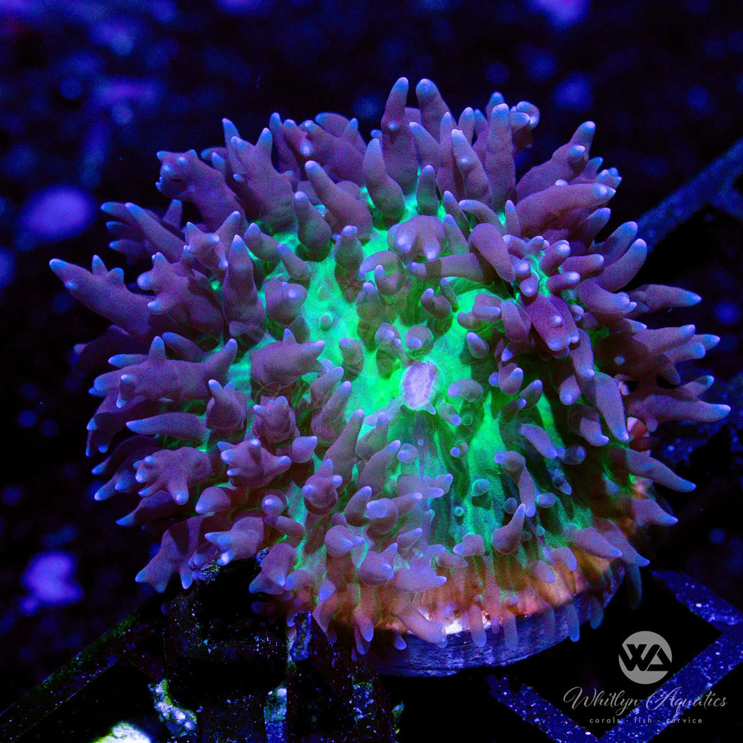 6D - St. Thomas Mushroom - WYSIWYG