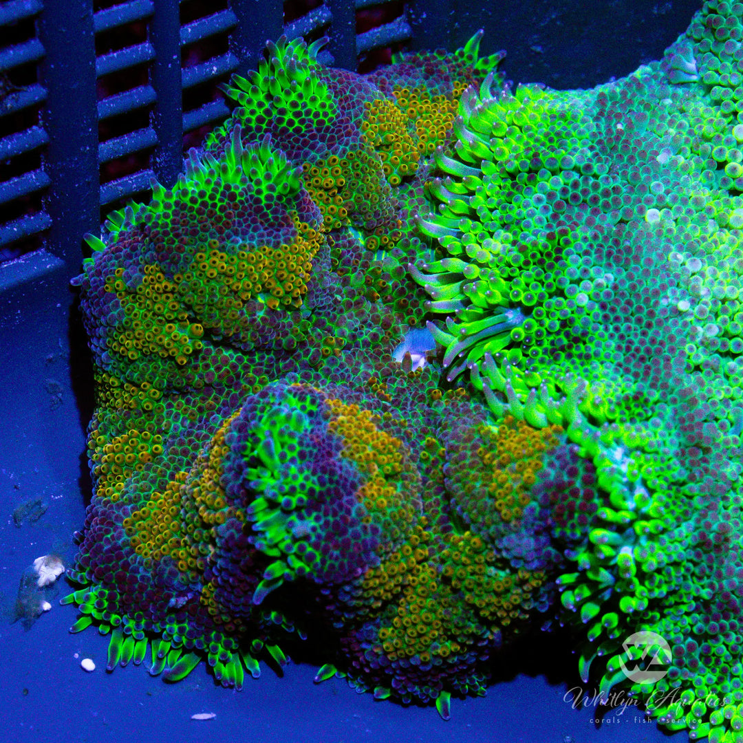 60B - Mini Carpet Anemone - WYSIWYG