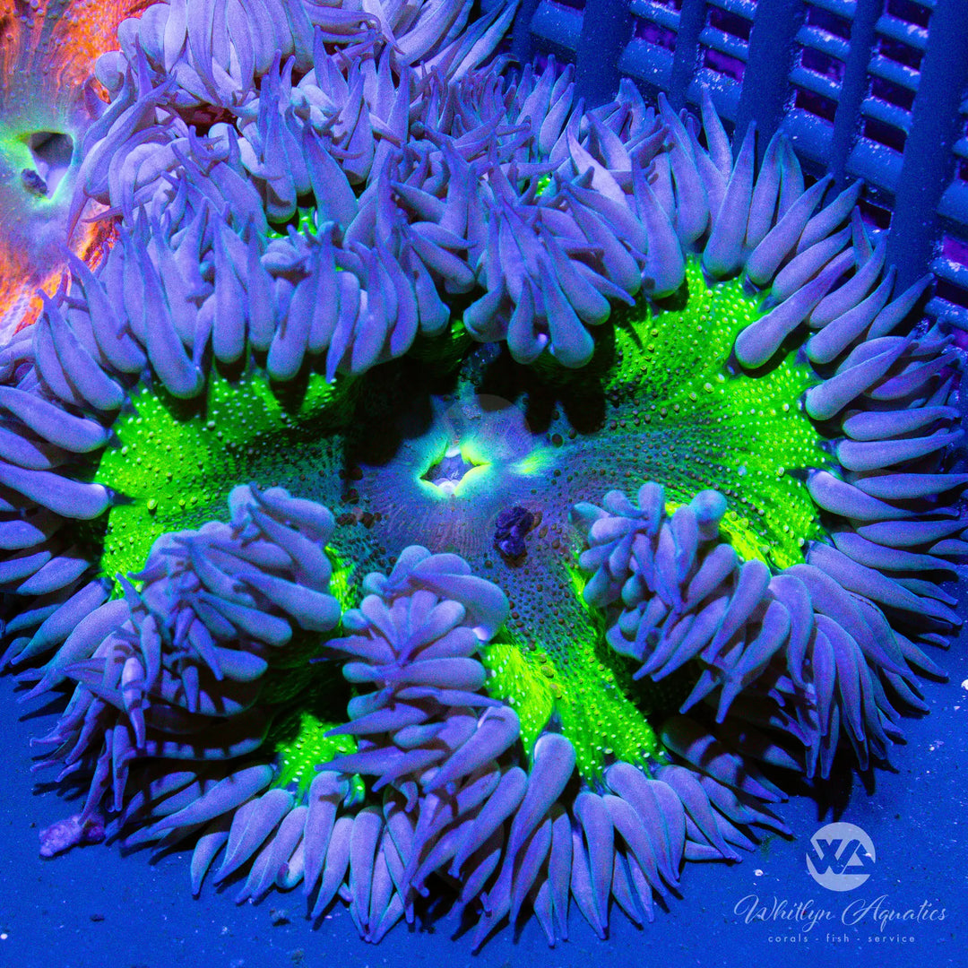10D - XL Lime Green Center Rock Flower Anemone (~2.5") - WYSIWYG